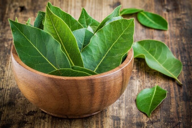 manfaat daun salah bagi kehidupan yang sangat berguna terutama bagi kesehatan dan kondisi badan biar lebih sehat, dijamin ampuh.