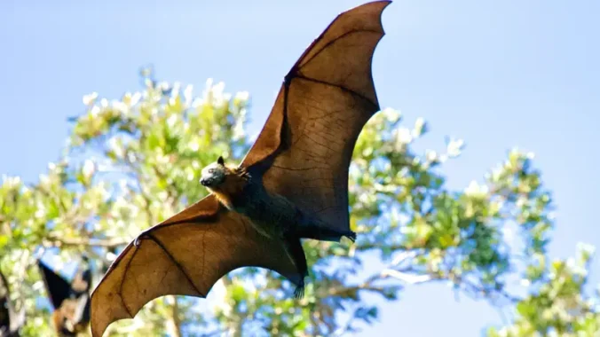 Memahami tentang virus Nipah yang berasal dari kelelawar buah, termasuk gejala-gejalanya pada manusia dan upaya-upaya pencegahan.