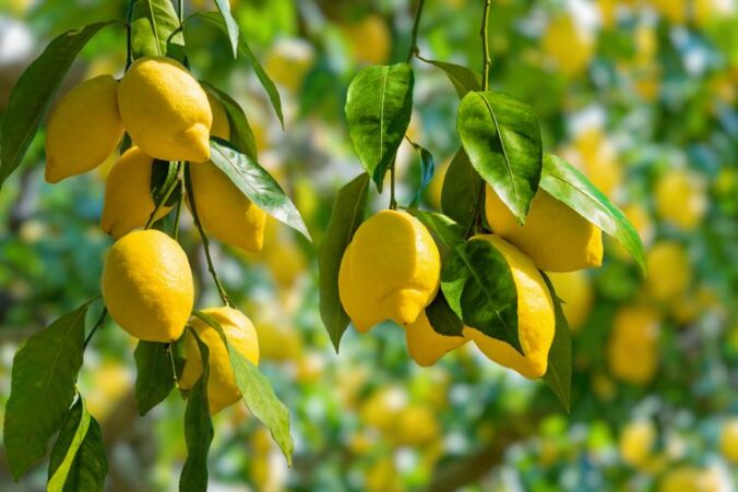4 cara mengetahui buah lemon yang sudah matang dan siap untuk di jual maupun di konsumsi, mulai dari ukuran hinga aroma.